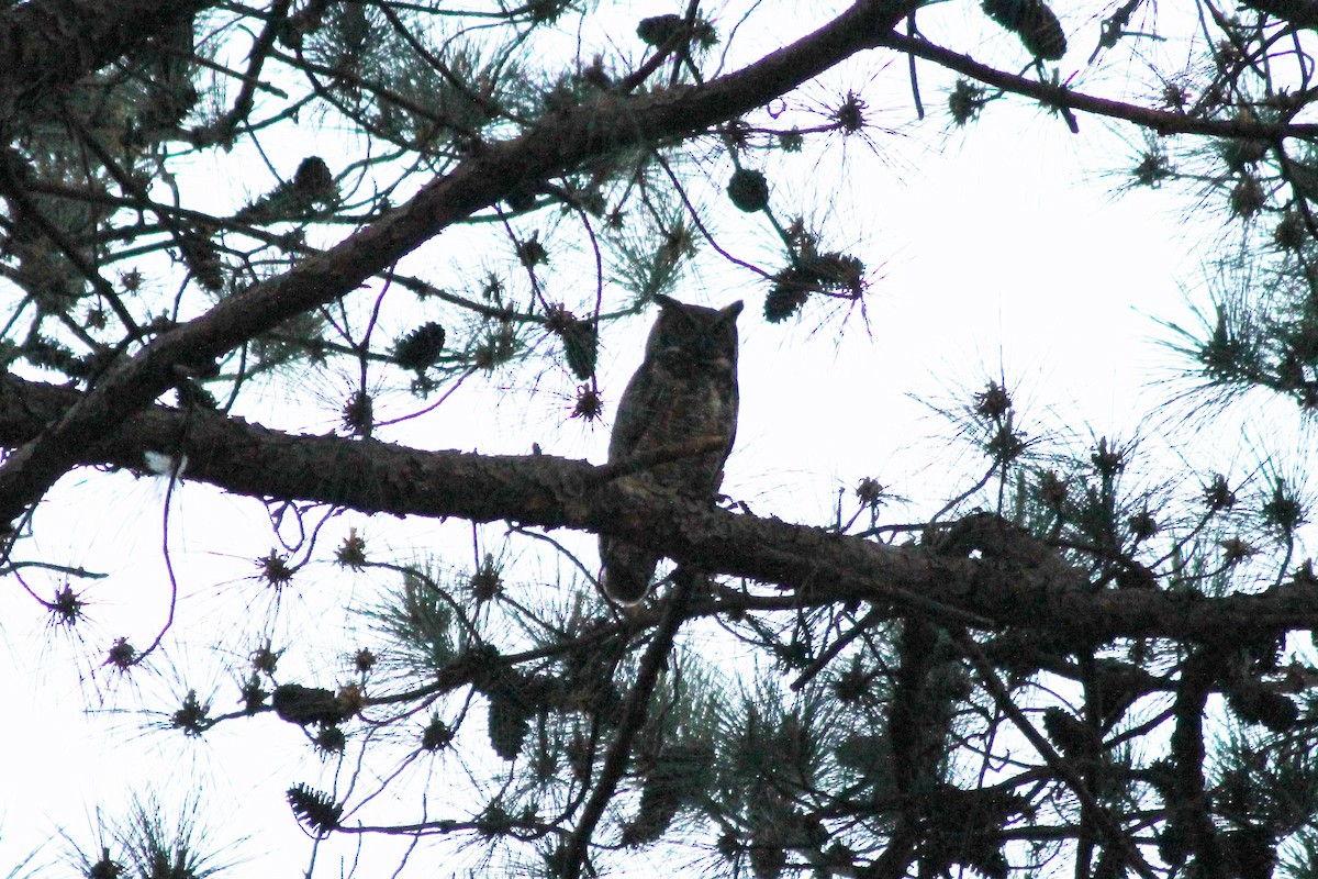 Great Horned Owl - ML151540581
