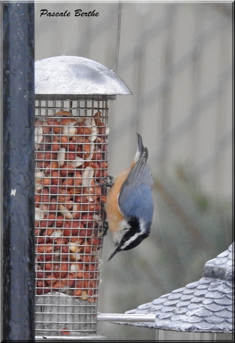 Red-breasted Nuthatch - Pascale Berthe
