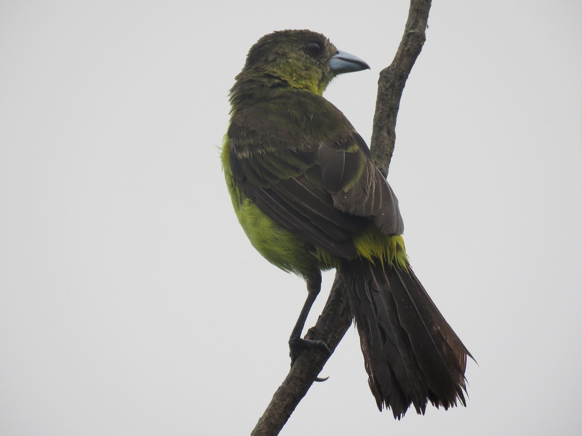 Flame-rumped Tanager (Lemon-rumped) - ML151541571