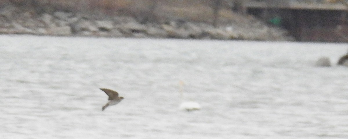 Northern Rough-winged Swallow - mc coburn