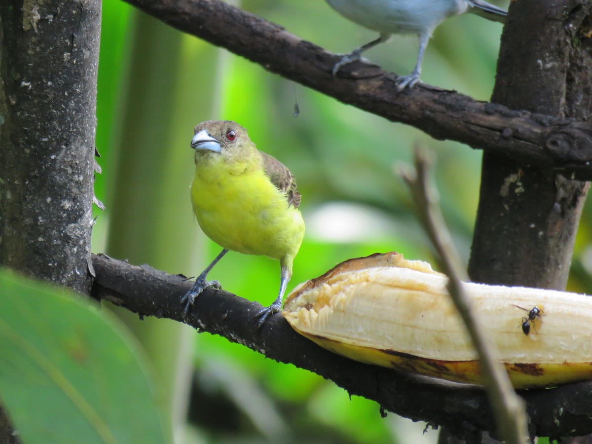Flame-rumped Tanager (Lemon-rumped) - ML151541621