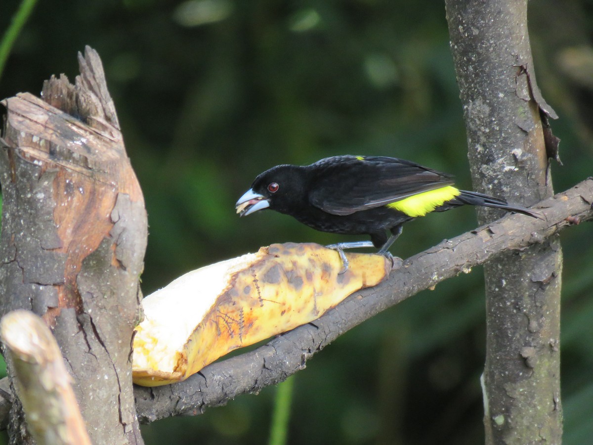 Flame-rumped Tanager (Lemon-rumped) - ML151541641