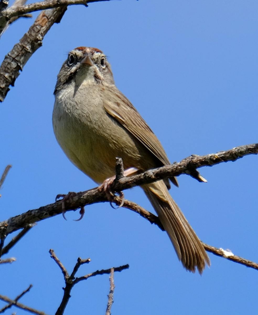 Rufous-crowned Sparrow - David Zittin