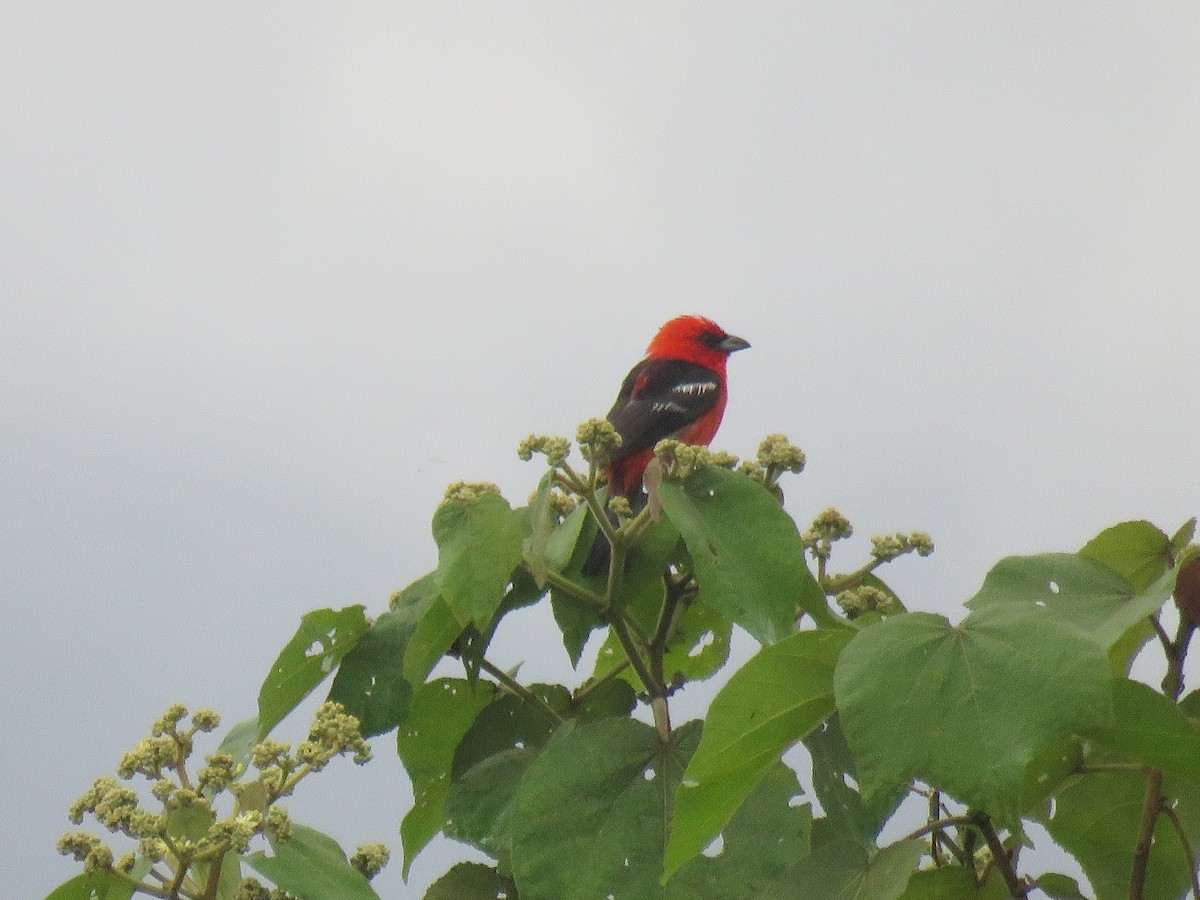 White-winged Tanager - ML151544301