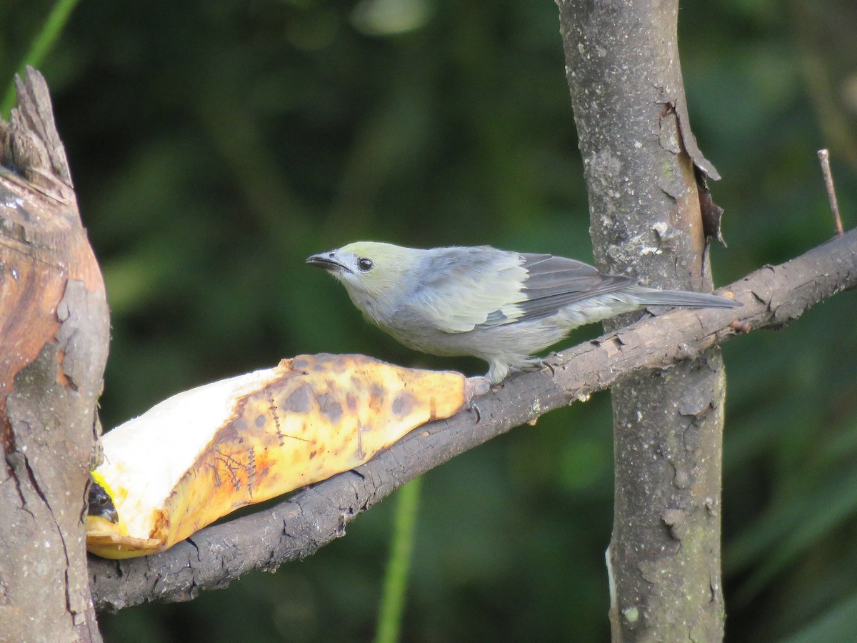 Palm Tanager - ML151544381