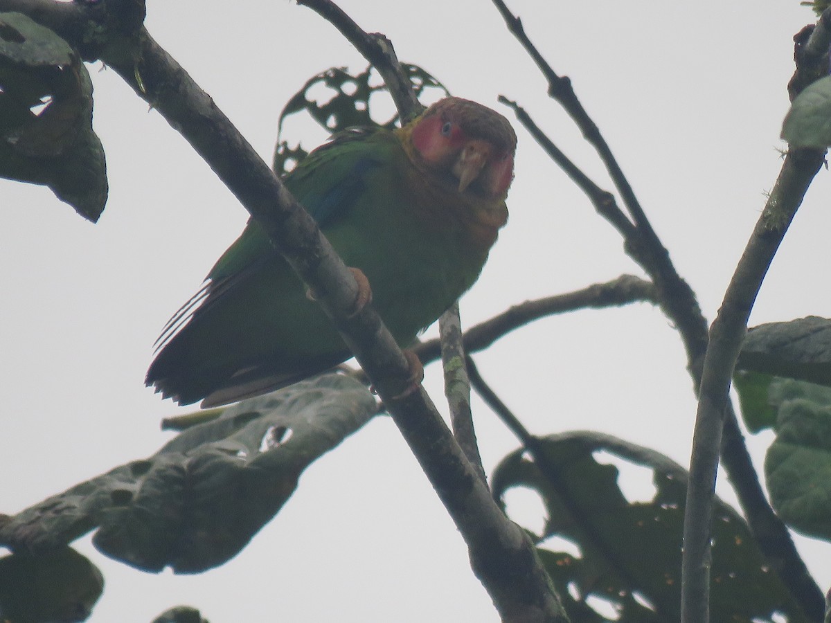 Rose-faced Parrot - ML151544871