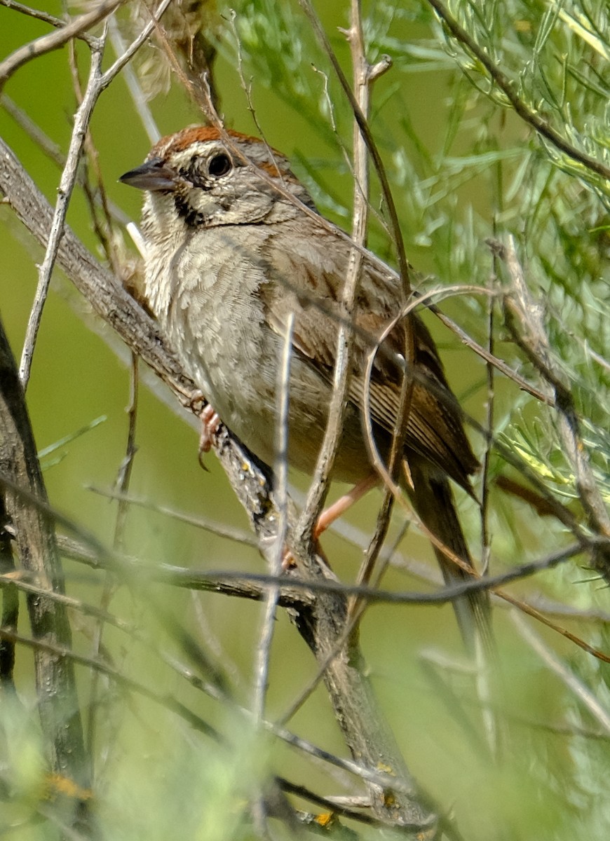 Rufous-crowned Sparrow - David Zittin