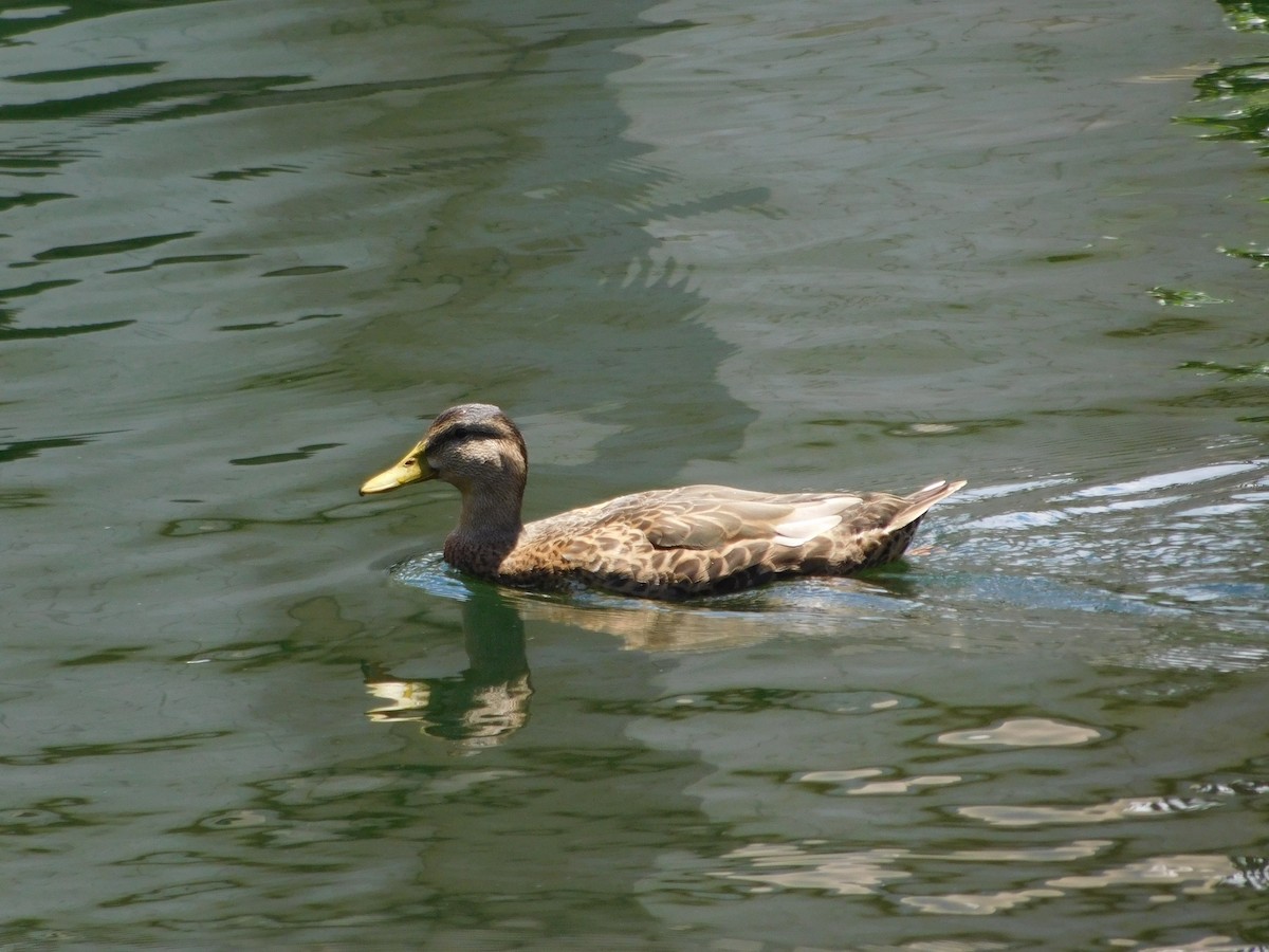 Mallard x Mottled Duck (hybrid) - Abby Ciona