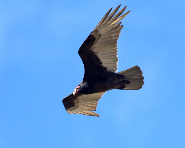 Turkey Vulture - ML151547891