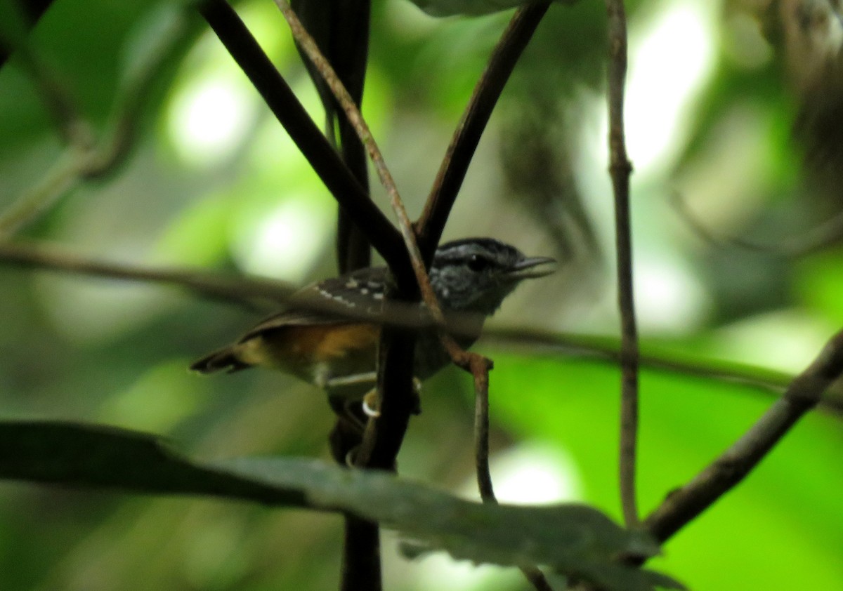 Peruvian Warbling-Antbird - ML151547971