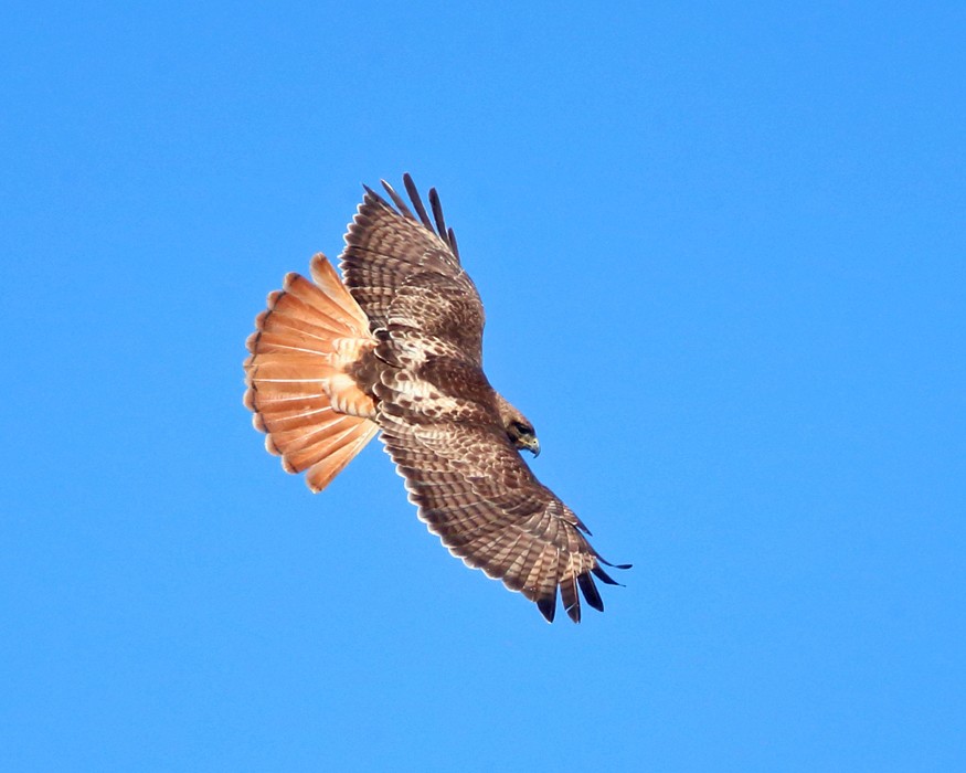 Red-tailed Hawk - ML151548031