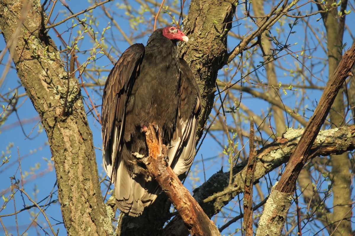 Turkey Vulture - Kevin Gallagher