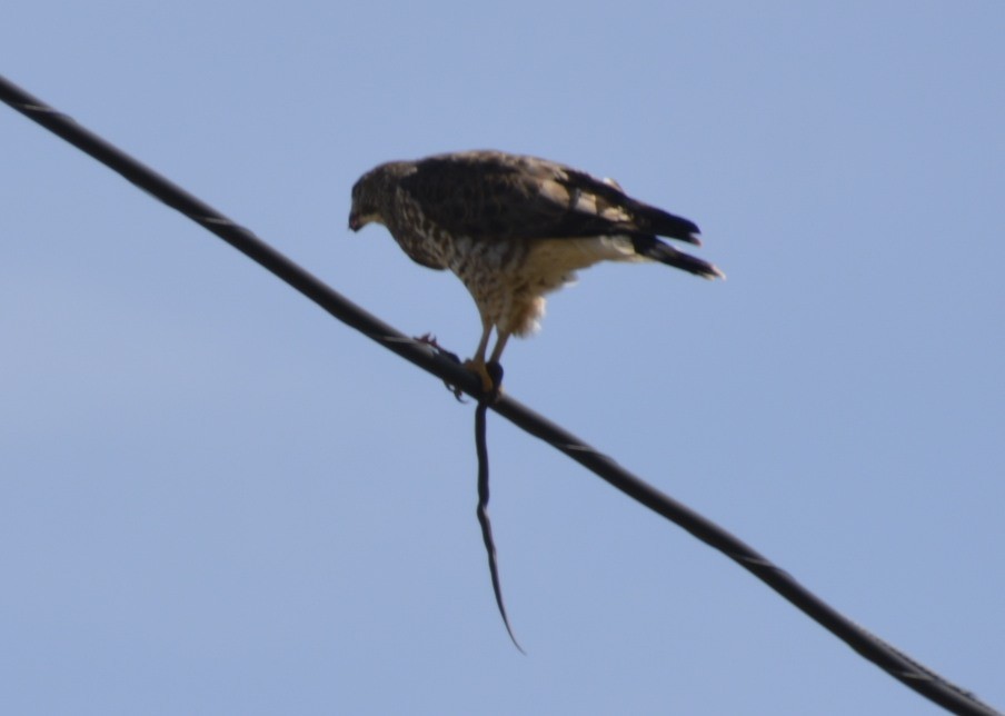 Broad-winged Hawk (Northern) - Randy Bodkins