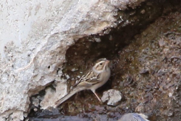 Clay-colored Sparrow - ML151549811