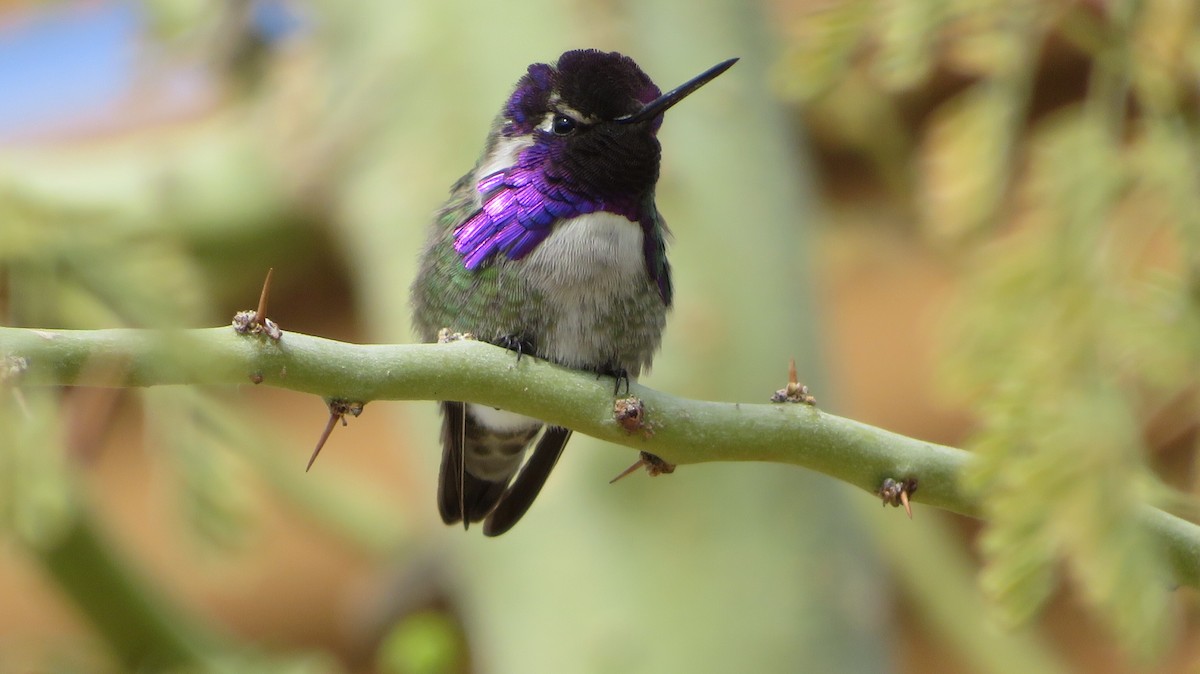 Costa's Hummingbird - ML151550291