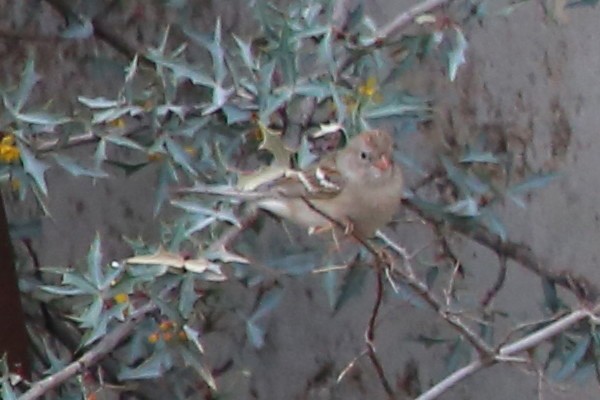Field Sparrow - ML151550431