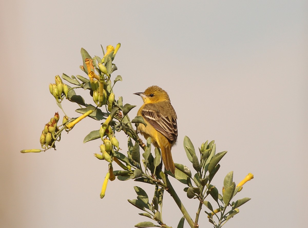 Orchard Oriole - ML151550781