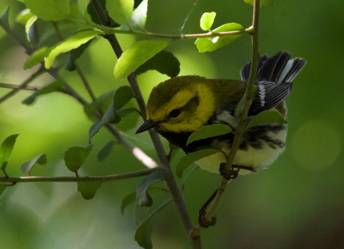Black-throated Green Warbler - Farokh Jamalyaria
