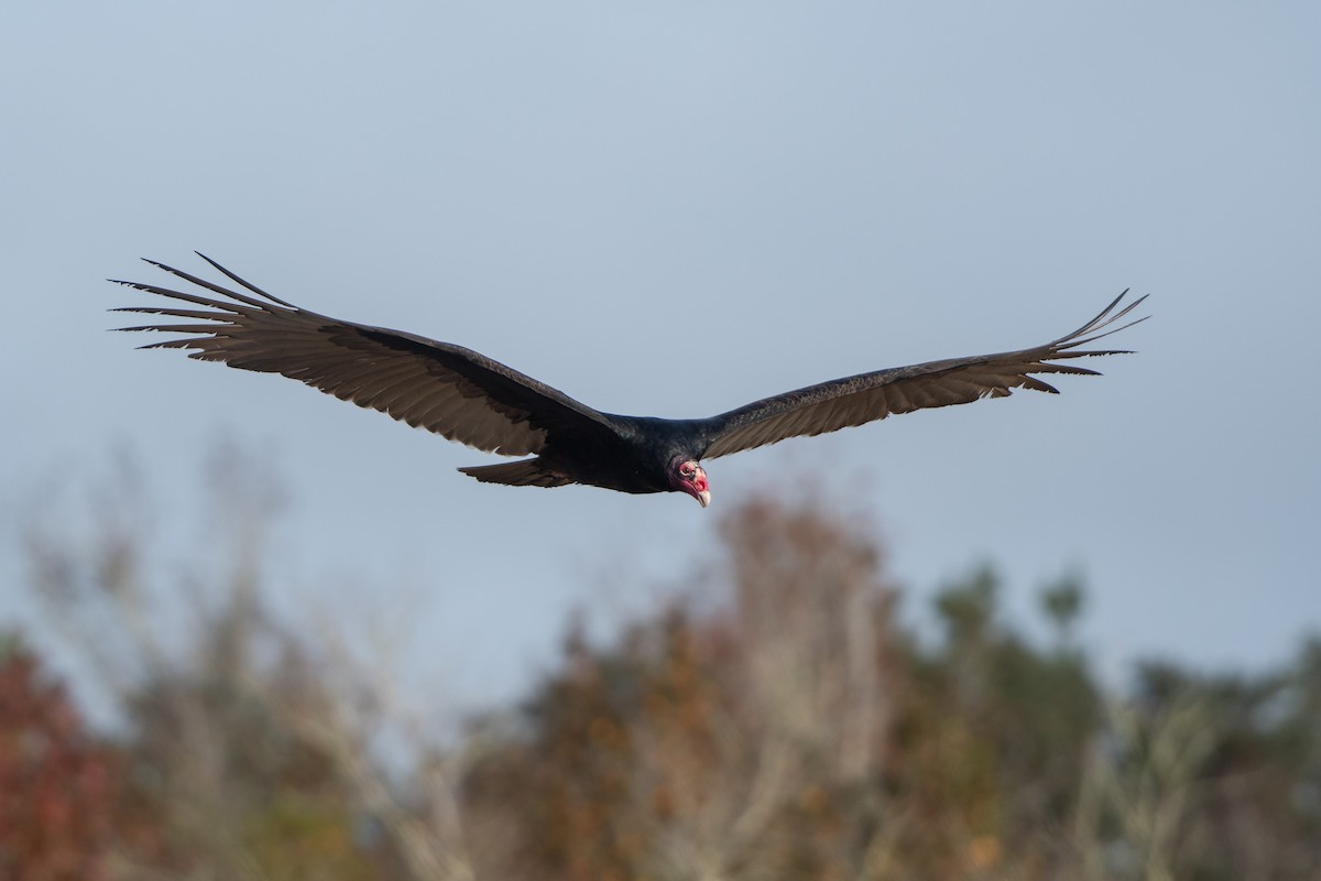 Turkey Vulture - Court Harding