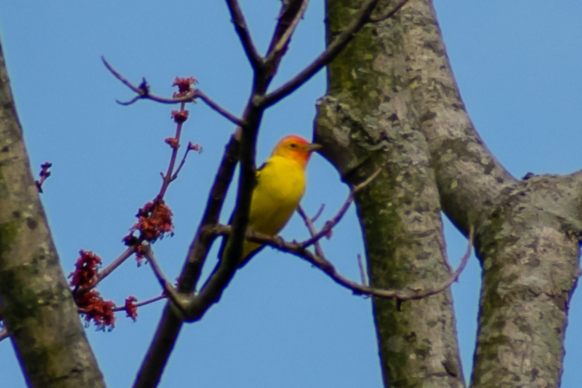 Western Tanager - ML151552801