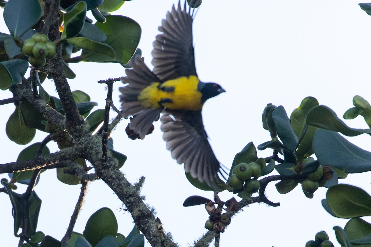 Hooded Mountain Tanager - ML151553231