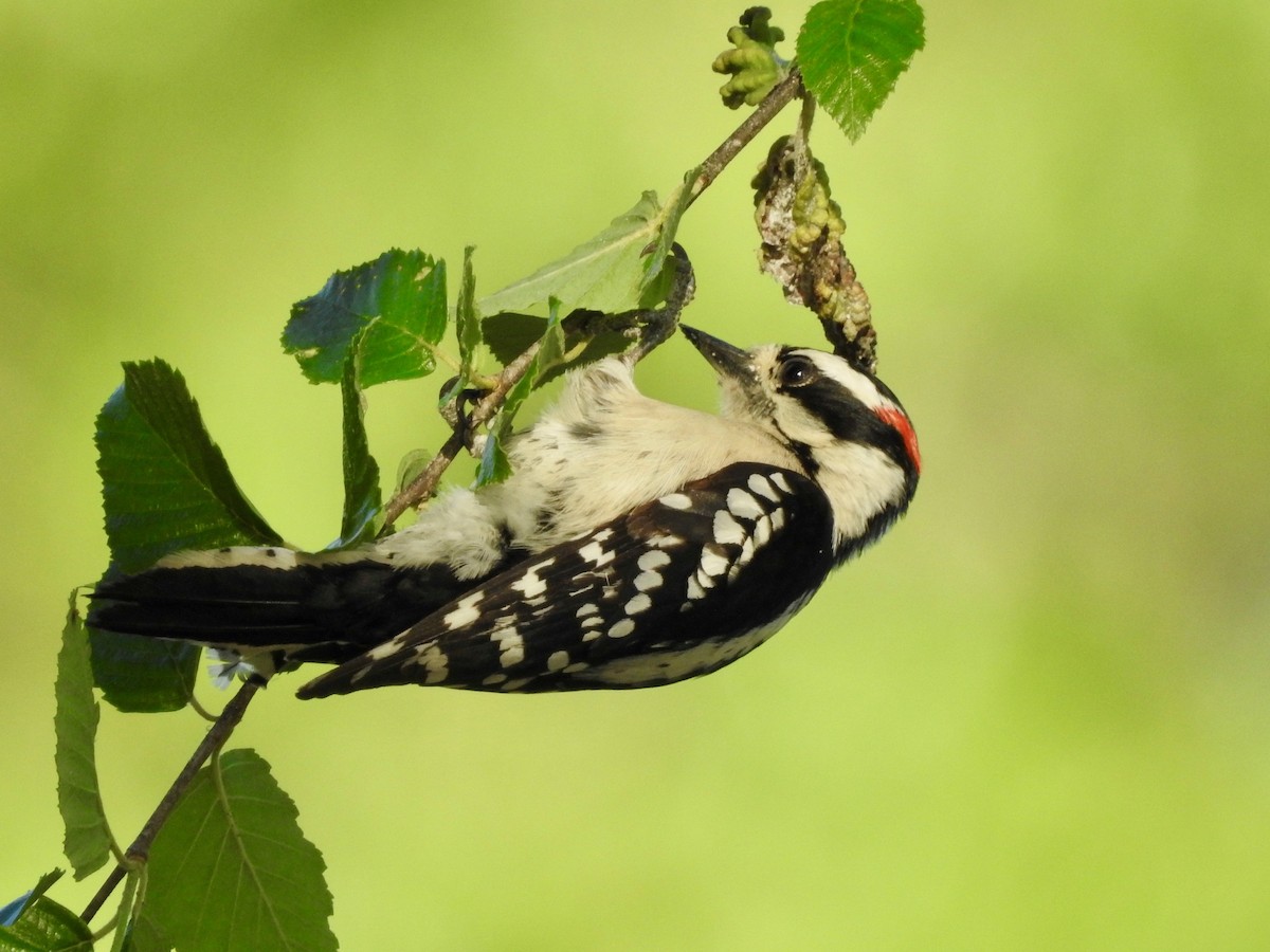Downy Woodpecker - P Chappell