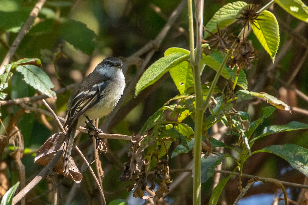 White-throated Tyrannulet - Louis Bevier