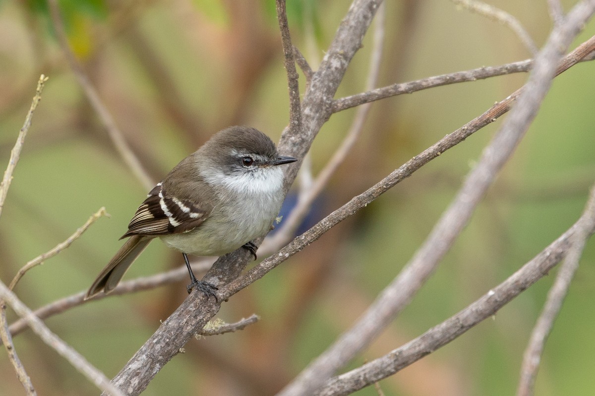 White-throated Tyrannulet - Louis Bevier