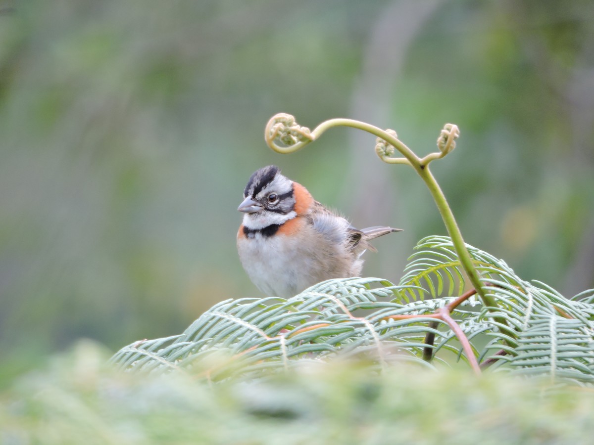 Rufous-collared Sparrow - Abel Batista