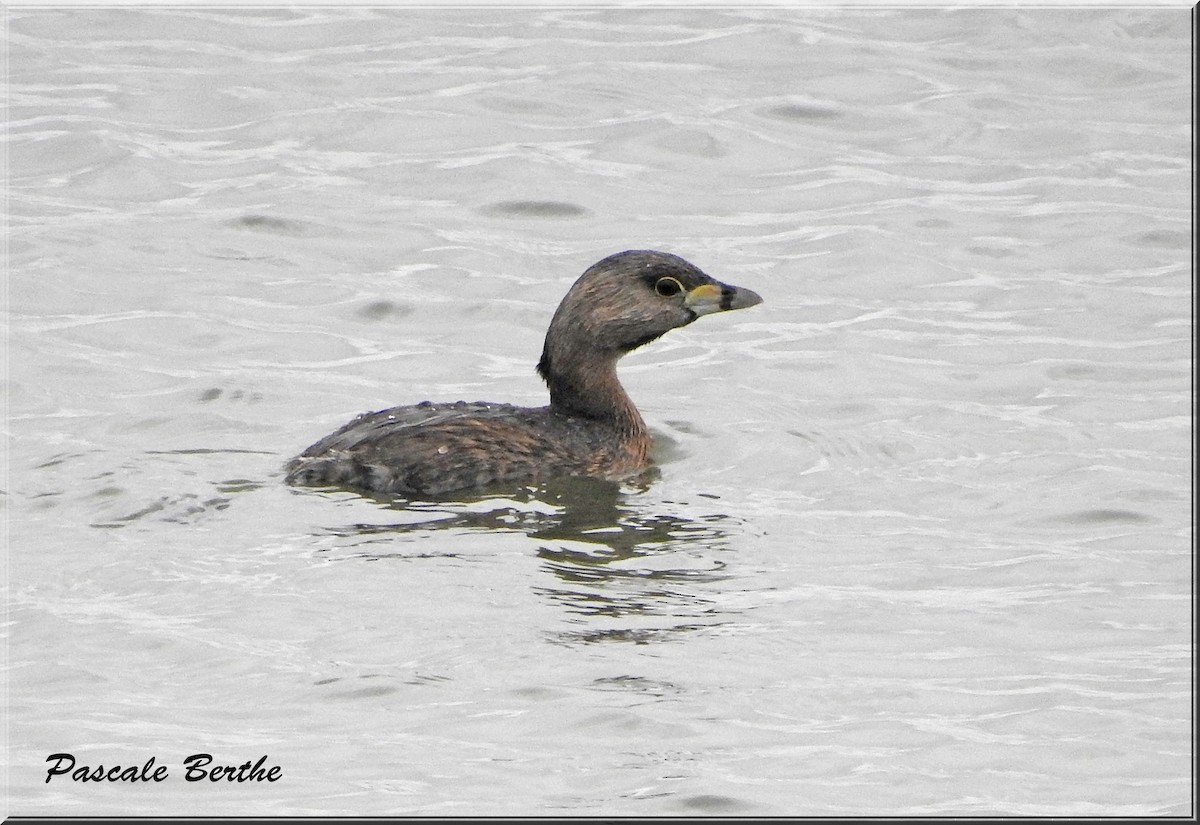 Pied-billed Grebe - Pascale Berthe