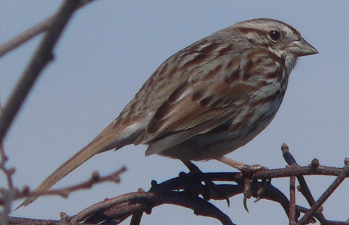 Song Sparrow - ML151559471