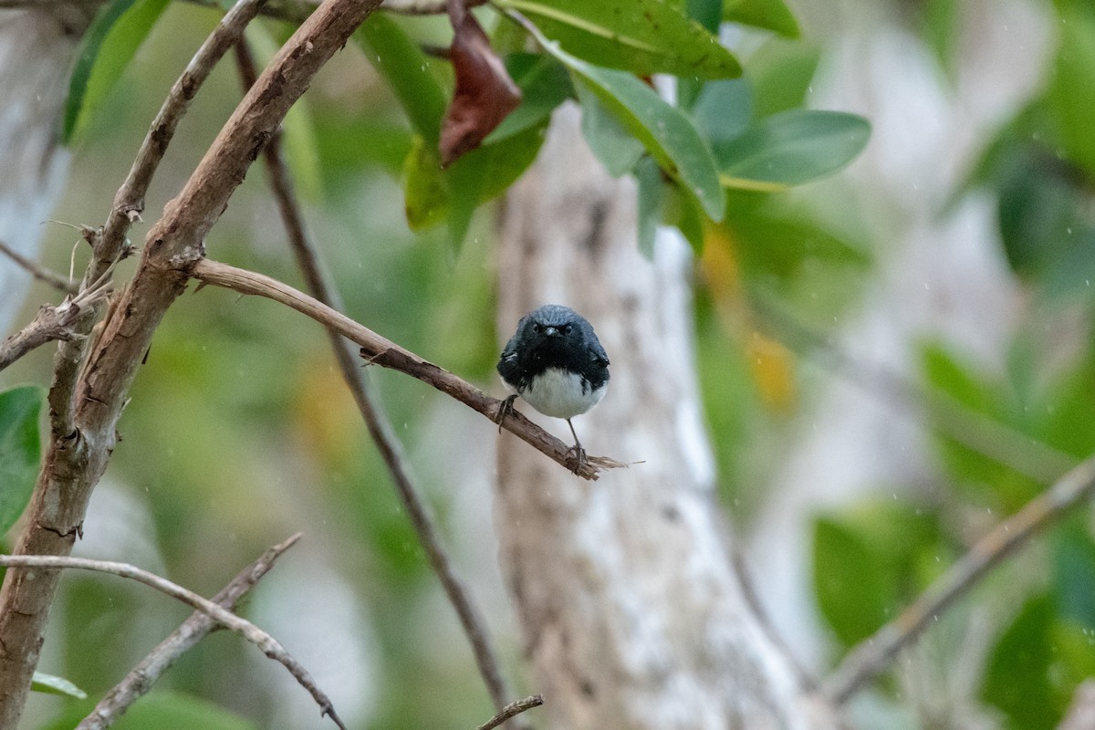 Black-throated Blue Warbler - Court Harding