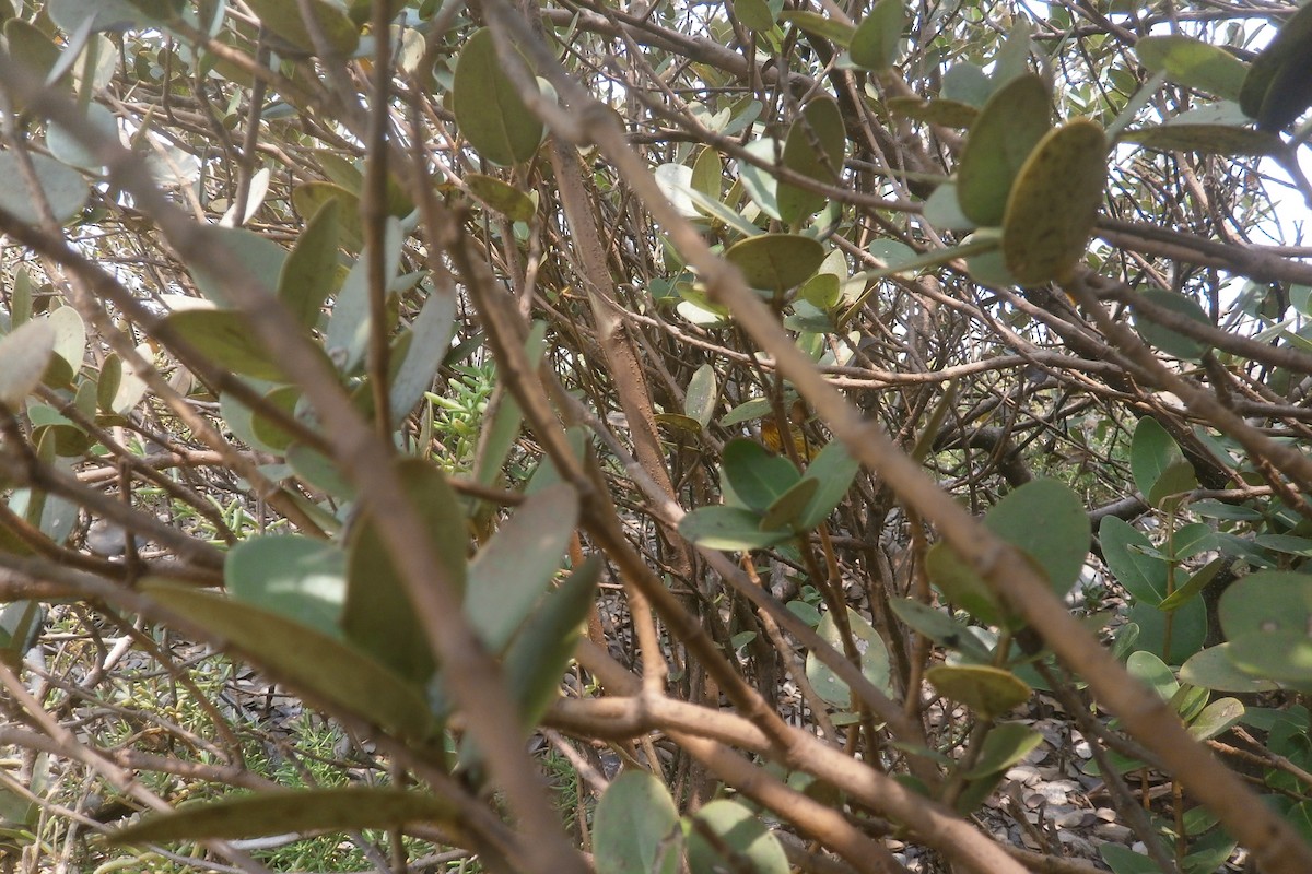 Yellow Warbler (Mangrove) - Gianco Angelozzi-Blanco