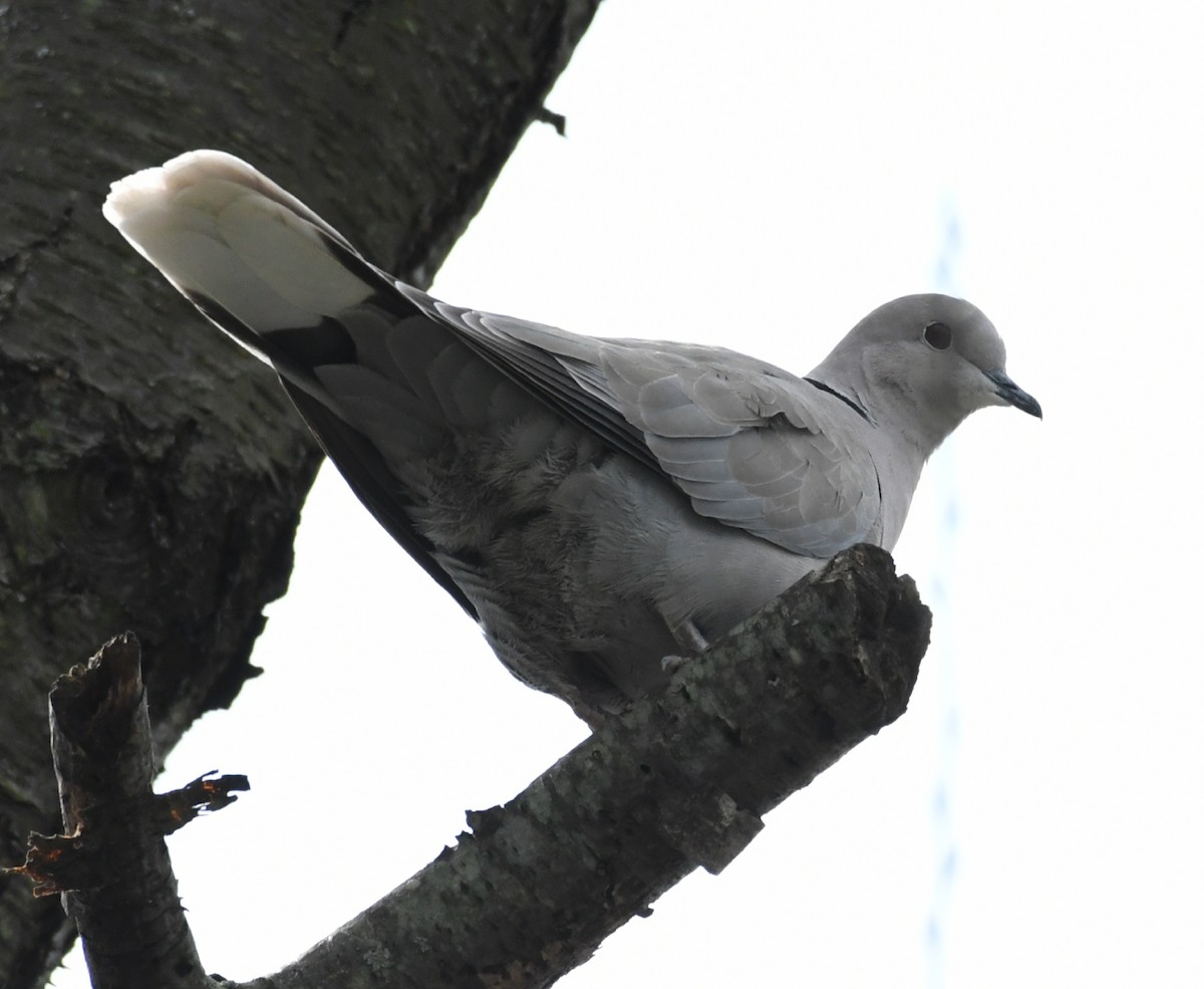 Eurasian Collared-Dove - Robert Sebring