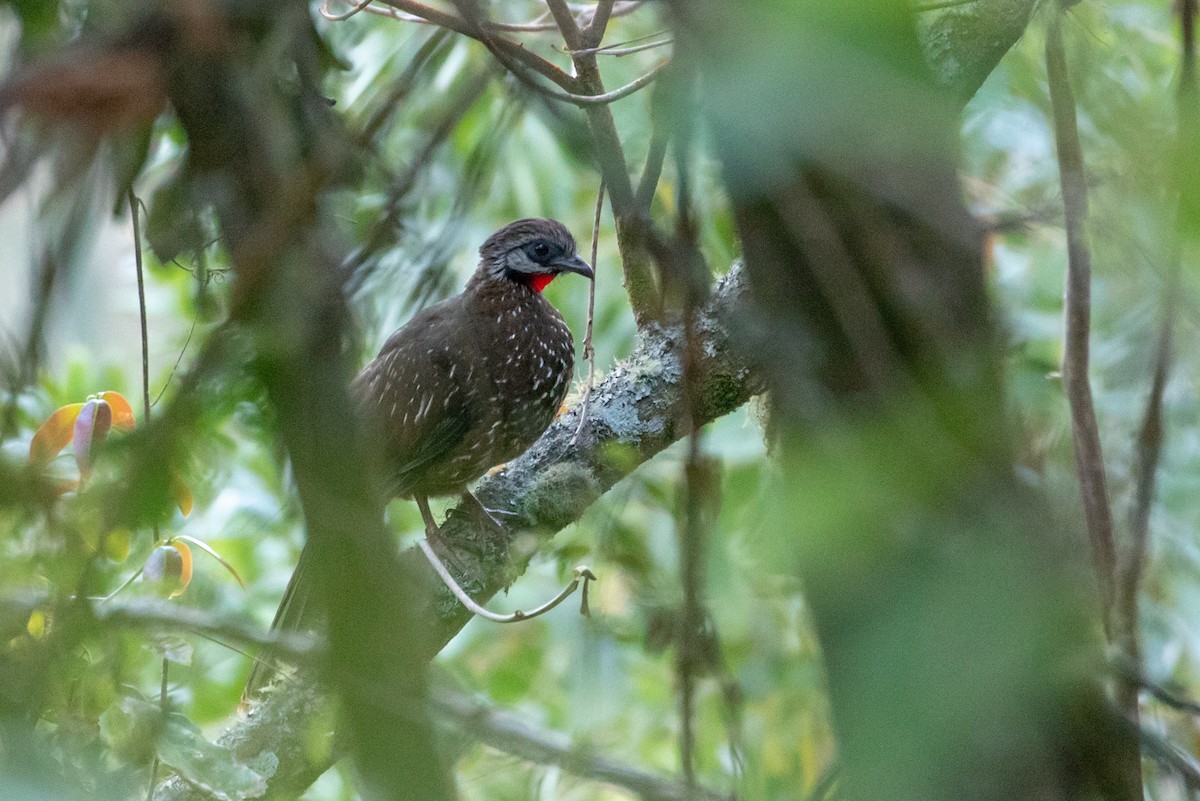 Band-tailed Guan - Louis Bevier