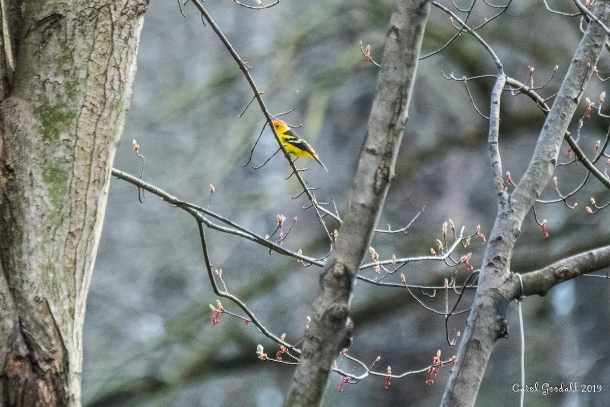 Western Tanager - ML151562991