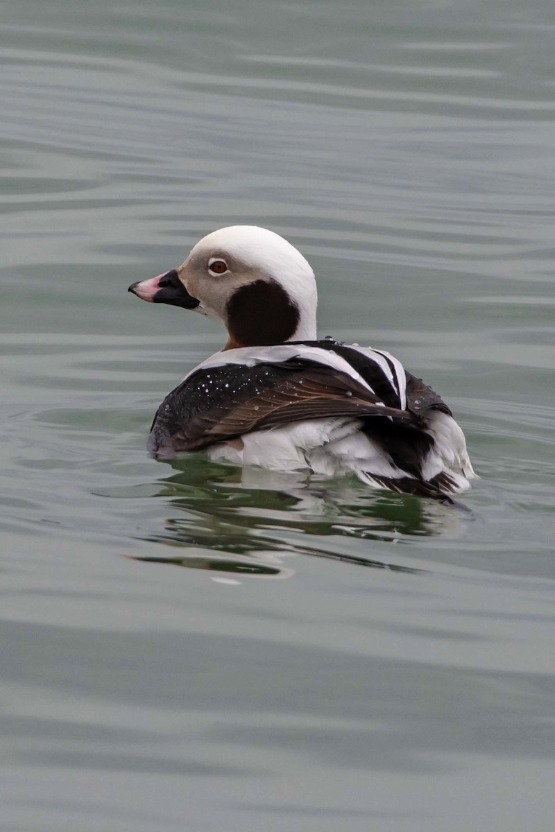 Long-tailed Duck - ML151563231