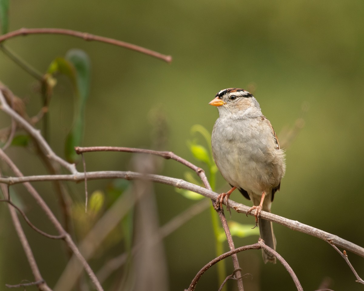 White-crowned Sparrow - Court Harding
