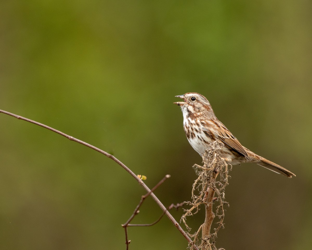Song Sparrow - Court Harding