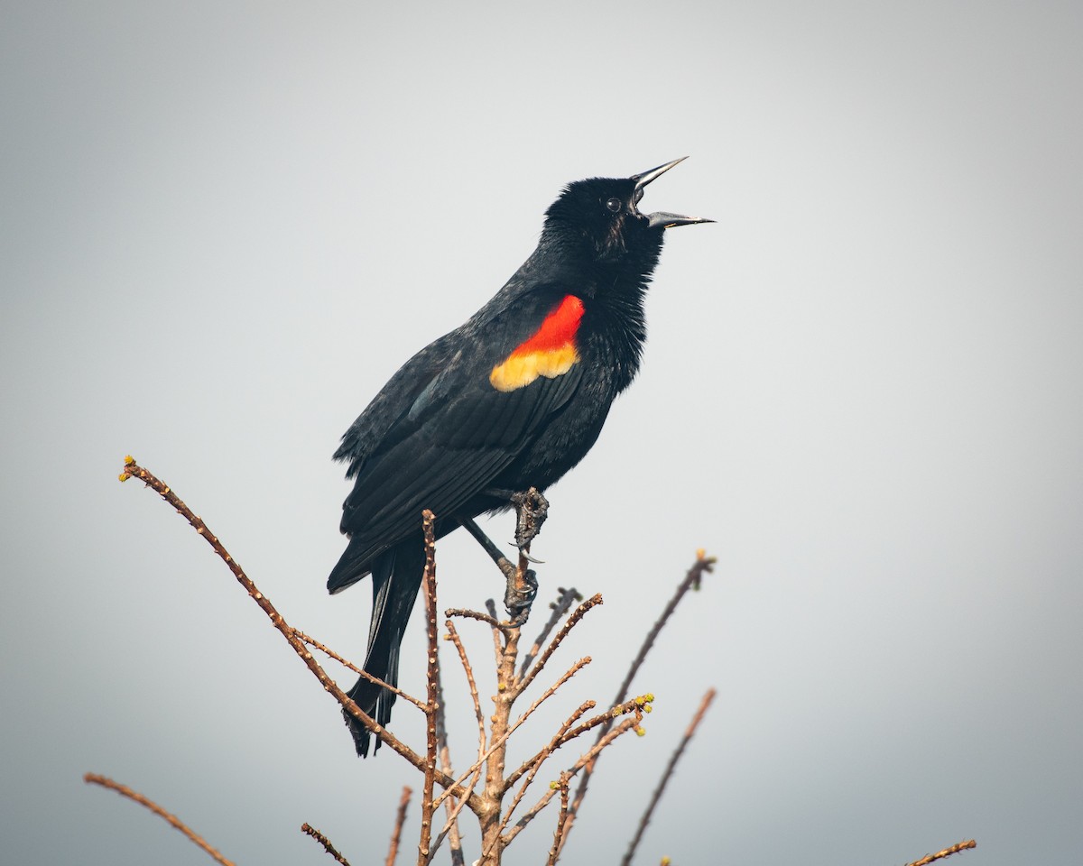 Red-winged Blackbird - Court Harding