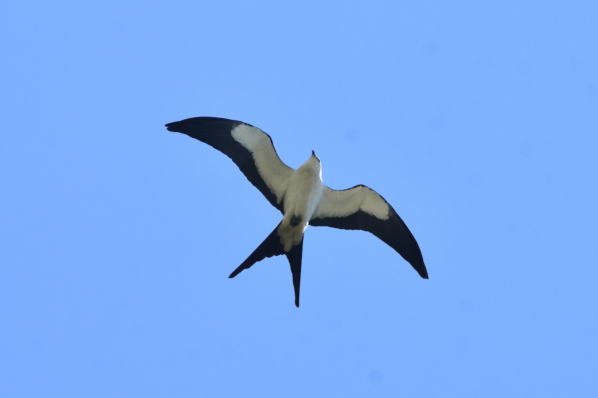 Swallow-tailed Kite - Justin  Nation
