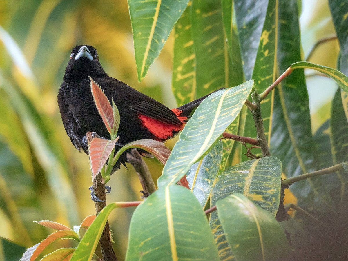 Scarlet-rumped Tanager - ML151564921