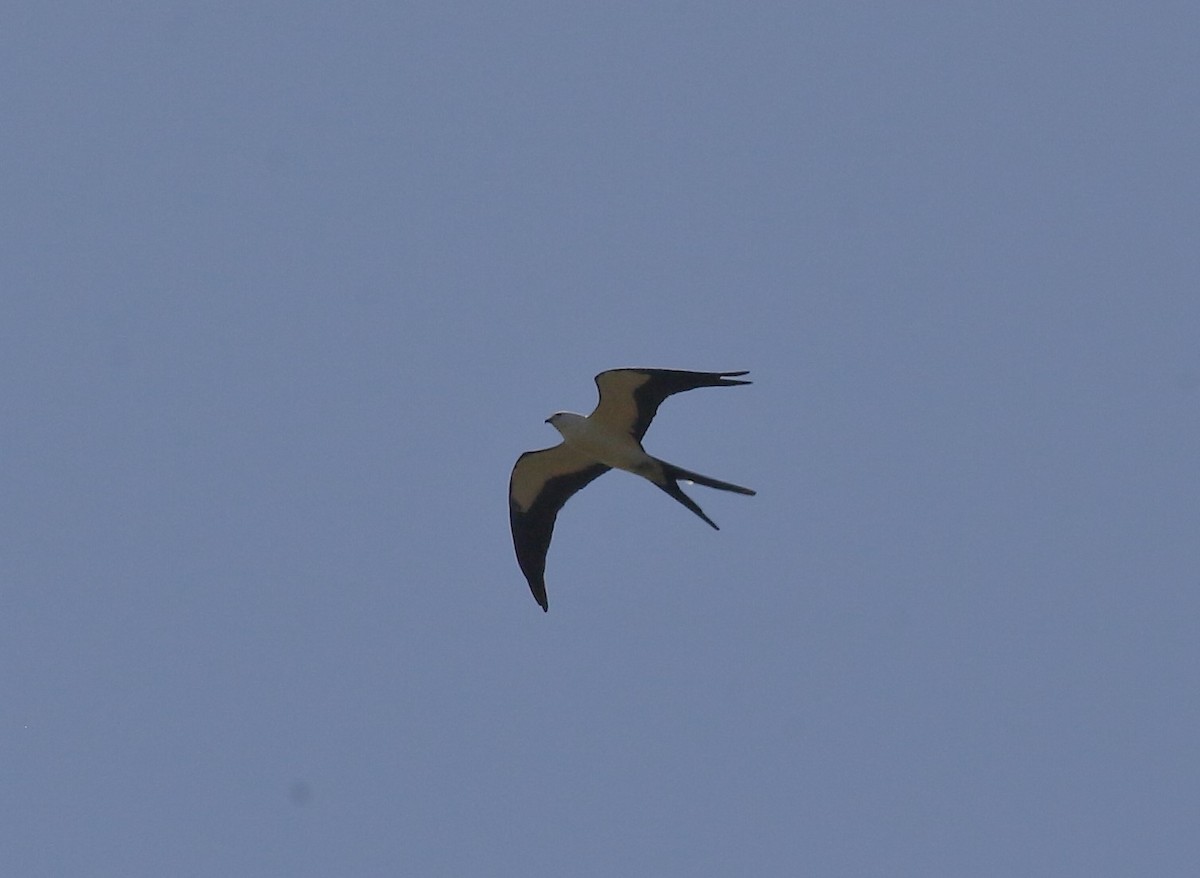 Swallow-tailed Kite - ML151565191