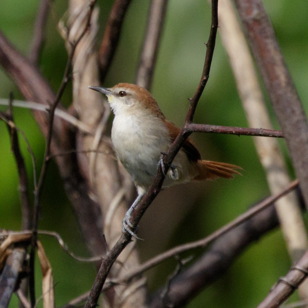 Yellow-chinned Spinetail - Silvia Faustino Linhares