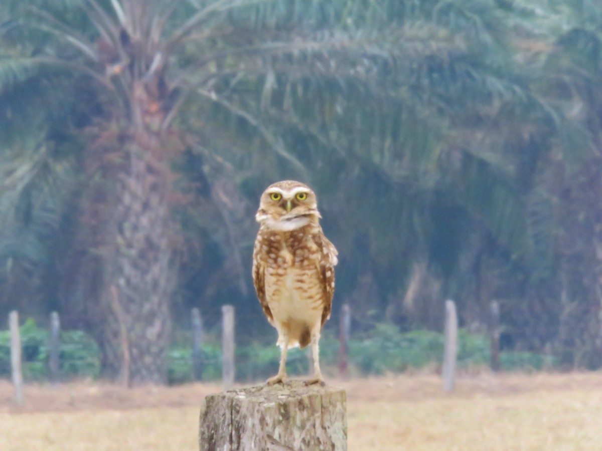 Burrowing Owl - Alexander  Torres