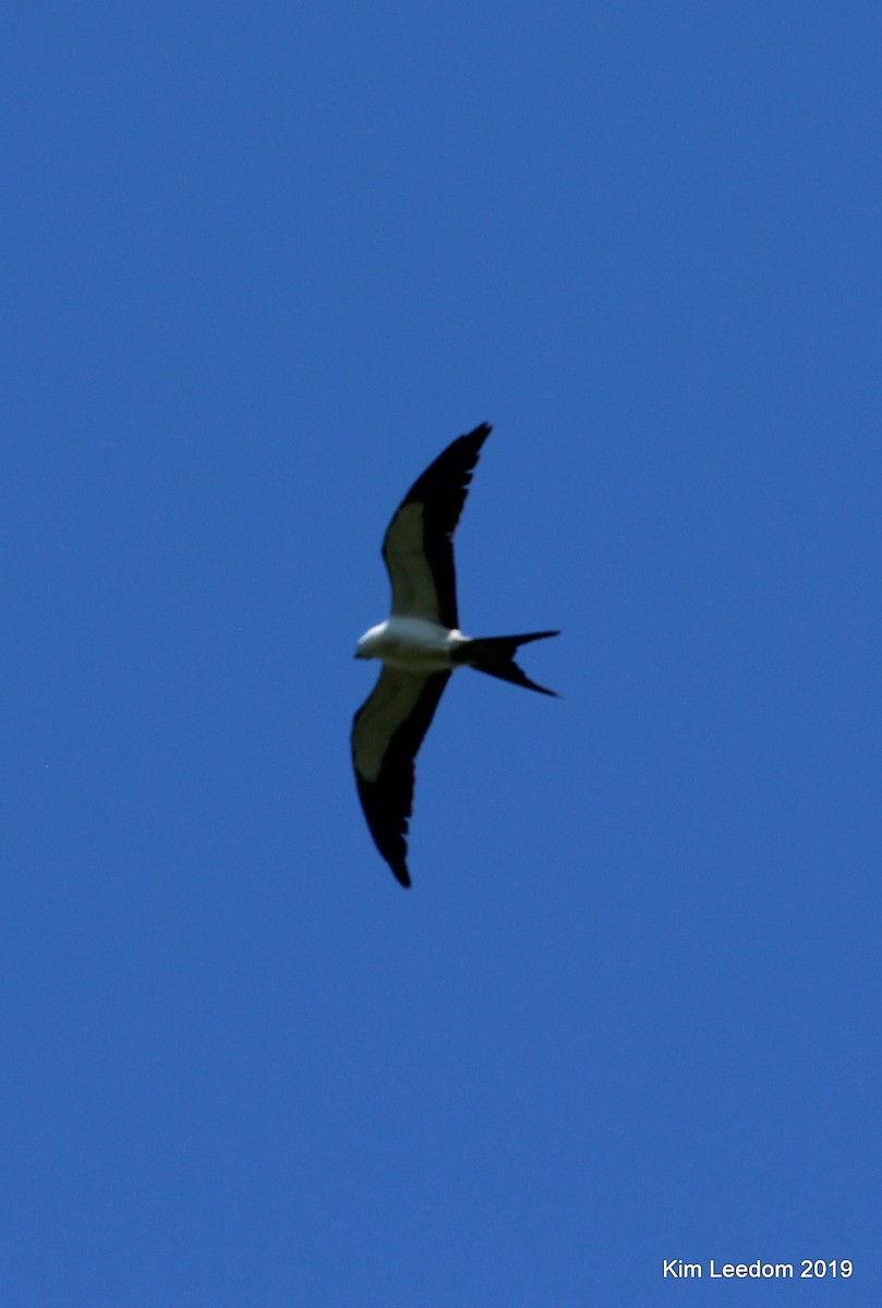 Swallow-tailed Kite - Kim Leedom
