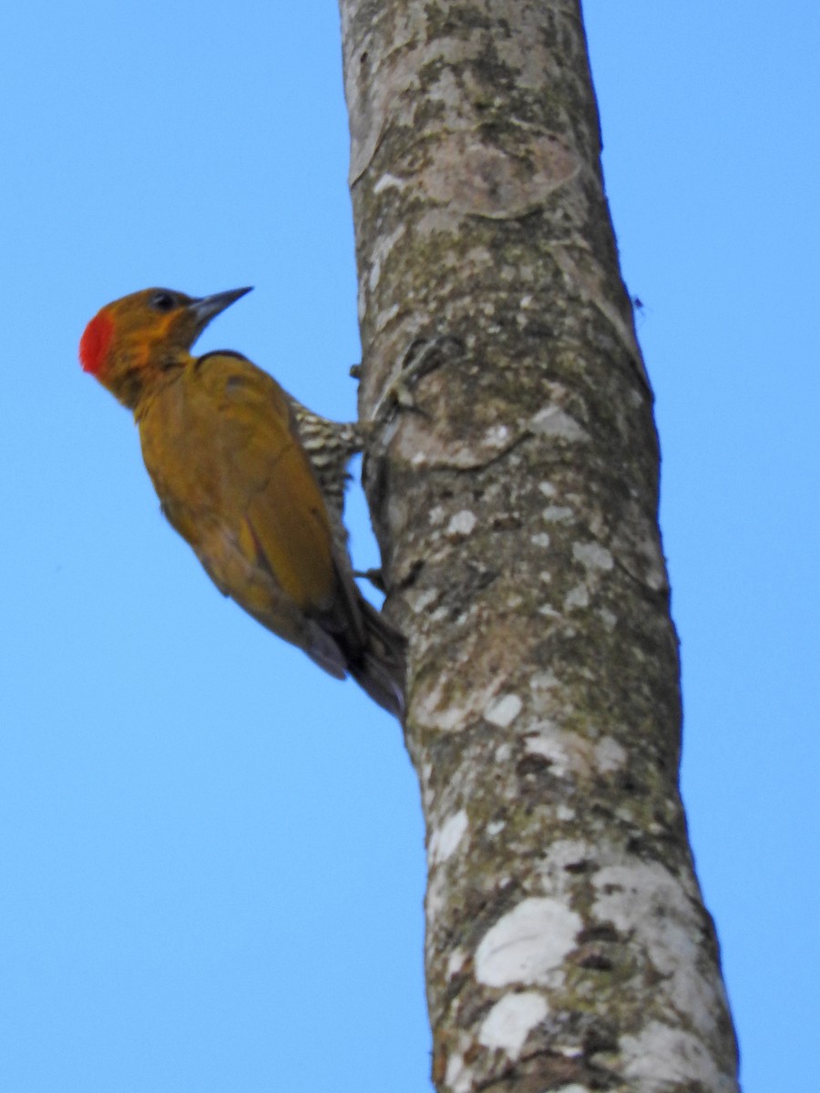 White-throated Woodpecker - ML151566581