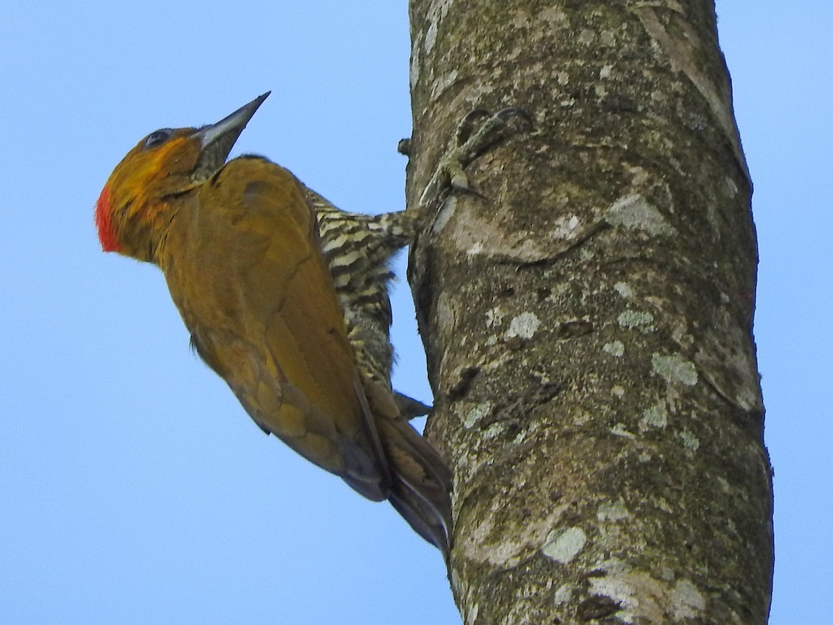 White-throated Woodpecker - ML151566611
