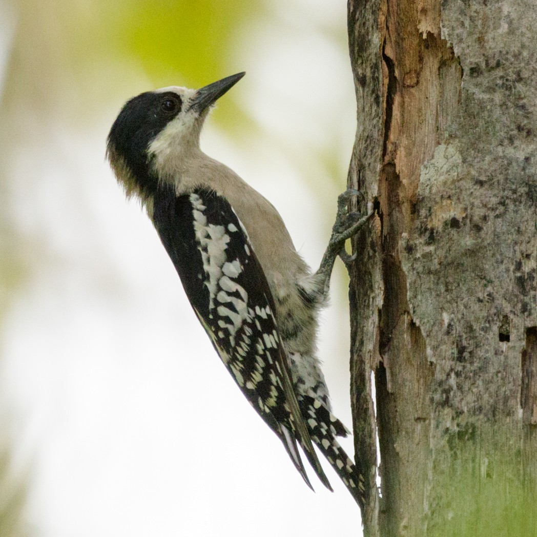 White-fronted Woodpecker - ML151566661