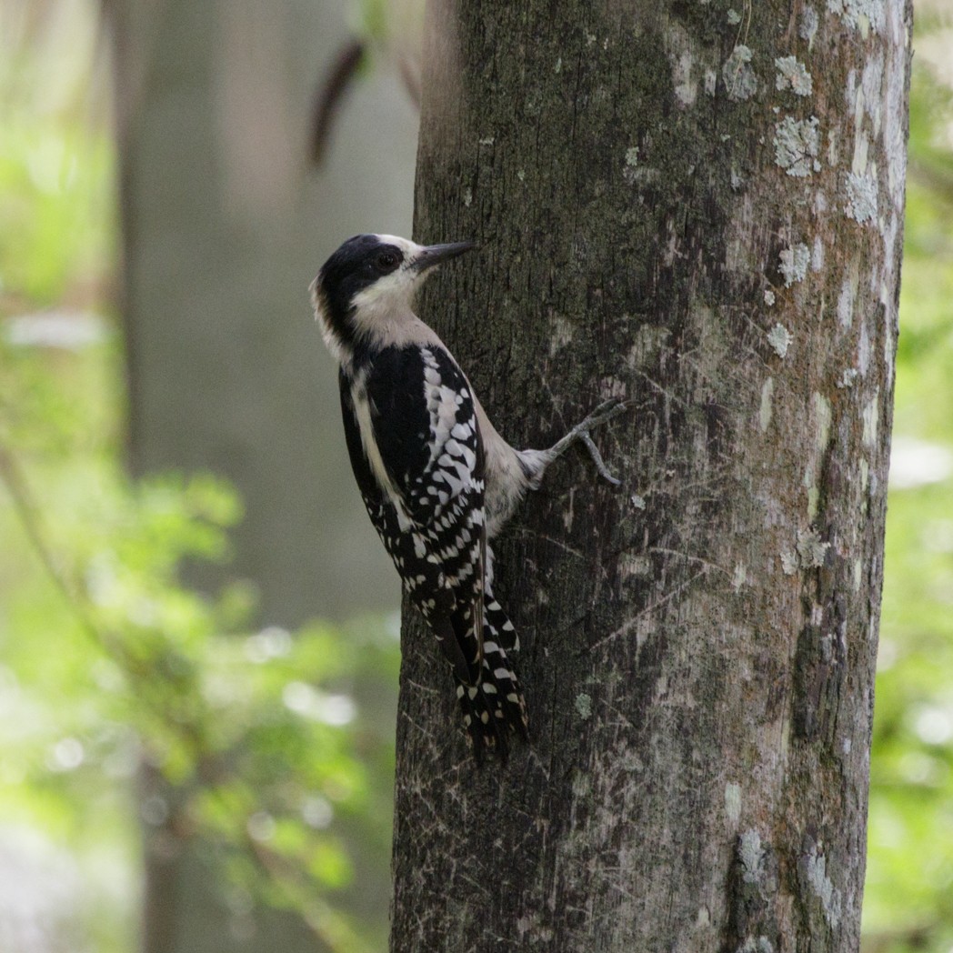 White-fronted Woodpecker - ML151566671